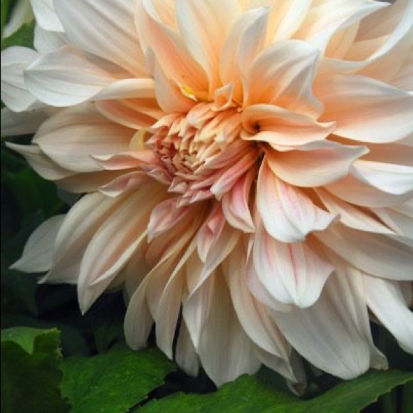 Meet your Posher, Allison - Picture 1 of 1